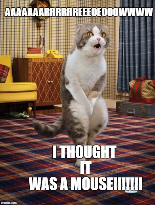 Gotta Go Cat Meme | AAAAAAARRRRRREEEOEOOOWWWW; I THOUGHT IT WAS A MOUSE!!!!!!! | image tagged in memes,gotta go cat | made w/ Imgflip meme maker