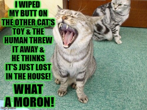 I WIPED MY BUTT ON THE OTHER CAT'S TOY & THE HUMAN THREW IT AWAY & HE THINKS IT'S JUST LOST IN THE HOUSE! WHAT A MORON! | image tagged in gloating turd cat | made w/ Imgflip meme maker