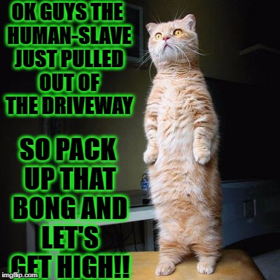 OK GUYS THE HUMAN-SLAVE JUST PULLED OUT OF THE DRIVEWAY; SO PACK UP THAT BONG AND LET'S GET HIGH!! | image tagged in sneaky stoner cat | made w/ Imgflip meme maker