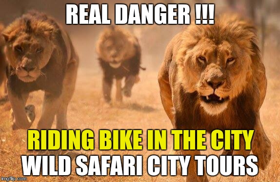 Fun Fun Fun | RIDING BIKE IN THE CITY | image tagged in lions,bike,safari | made w/ Imgflip meme maker