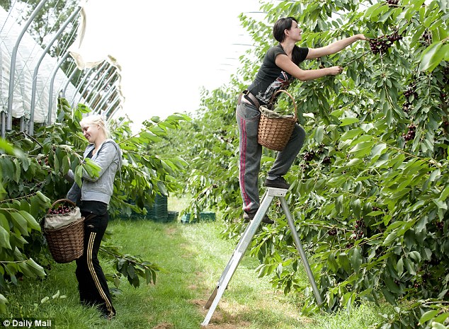 High Quality berry picking ladies Blank Meme Template