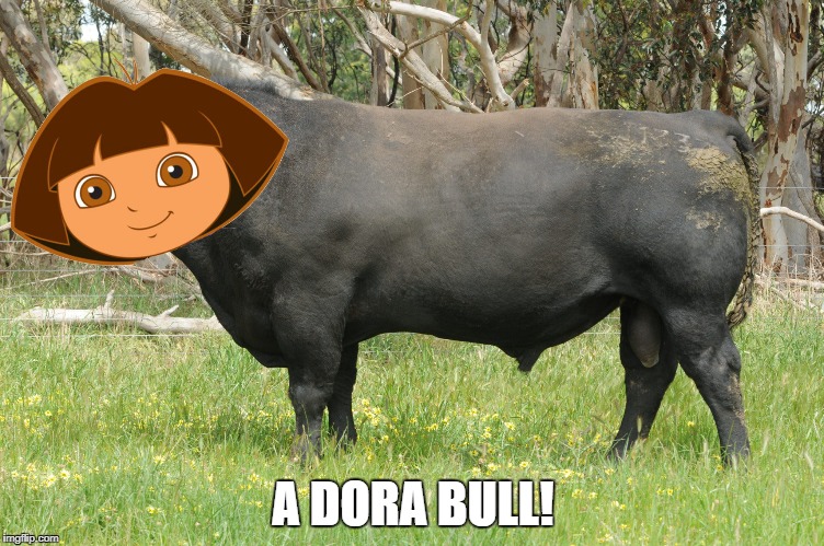 A DORA BULL! | image tagged in riceboychrispy | made w/ Imgflip meme maker