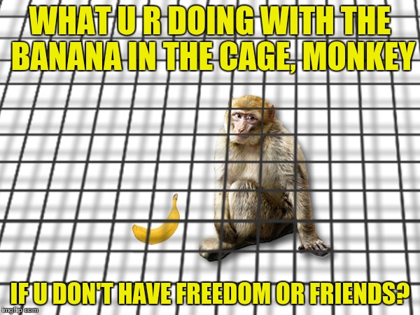 Monkey in the Cage | WHAT U R DOING WITH THE BANANA IN THE CAGE, MONKEY; IF U DON'T HAVE FREEDOM OR FRIENDS? | image tagged in monkey,banana,freedom | made w/ Imgflip meme maker