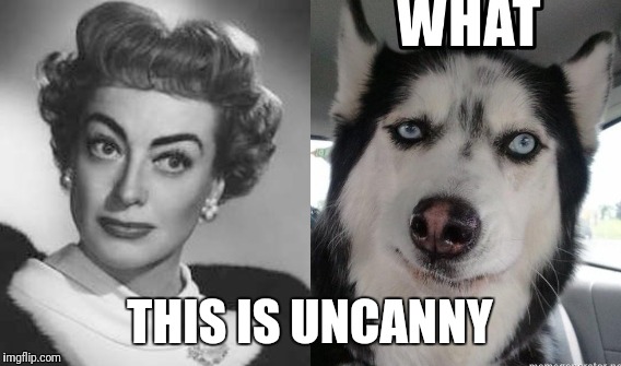 I think Joan Crawford was reincarnated as a husky | THIS IS UNCANNY | image tagged in joan crawford,husky,skeptical dog | made w/ Imgflip meme maker