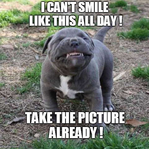 image tagged in funny,dogs,cute | made w/ Imgflip meme maker