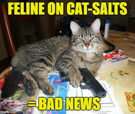 FELINE ON CAT-SALTS = BAD NEWS | made w/ Imgflip meme maker