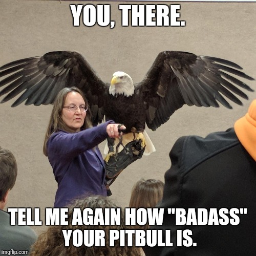 YOU, THERE. TELL ME AGAIN HOW "BADASS" YOUR PITBULL IS. | image tagged in eagle does it | made w/ Imgflip meme maker