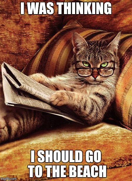 cat reading | I WAS THINKING; I SHOULD GO TO THE BEACH | image tagged in cat reading | made w/ Imgflip meme maker