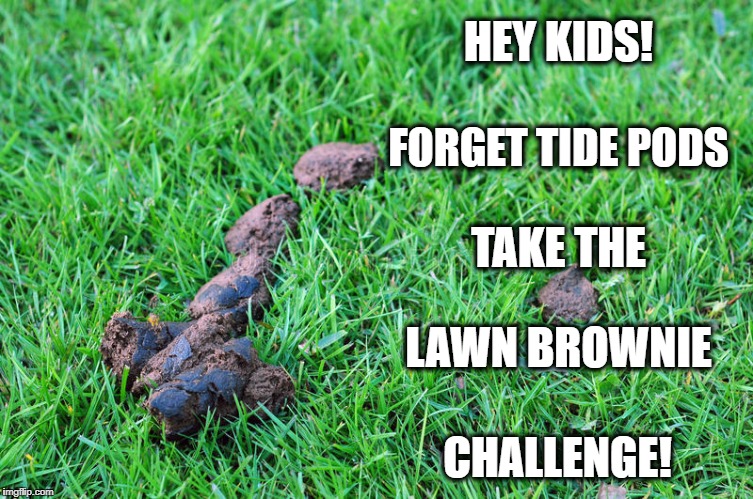 Dog Poop | HEY KIDS! FORGET TIDE PODS; TAKE THE; LAWN BROWNIE; CHALLENGE! | image tagged in dog poop | made w/ Imgflip meme maker