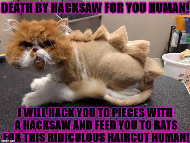 DEATH BY HACKSAW FOR YOU HUMAN! I WILL HACK YOU TO PIECES WITH A HACKSAW AND FEED YOU TO RATS FOR THIS RIDICULOUS HAIRCUT HUMAN! | image tagged in you will die human | made w/ Imgflip meme maker