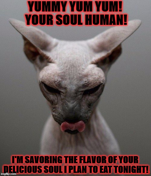 YUMMY YUM YUM! YOUR SOUL HUMAN! I'M SAVORING THE FLAVOR OF YOUR DELICIOUS SOUL I PLAN TO EAT TONIGHT! | image tagged in devilish cat | made w/ Imgflip meme maker