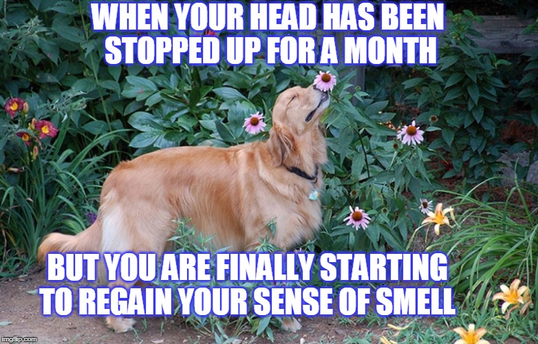 Stopped up head | WHEN YOUR HEAD HAS BEEN STOPPED UP FOR A MONTH; BUT YOU ARE FINALLY STARTING TO REGAIN YOUR SENSE OF SMELL | image tagged in smell | made w/ Imgflip meme maker