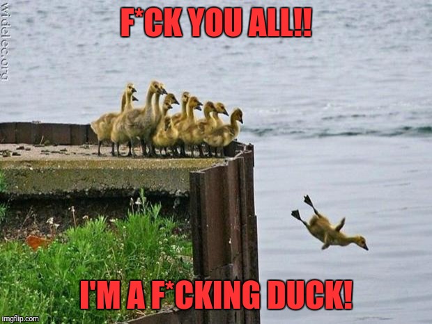 baby ducks | F*CK YOU ALL!! I'M A F*CKING DUCK! | image tagged in baby ducks | made w/ Imgflip meme maker