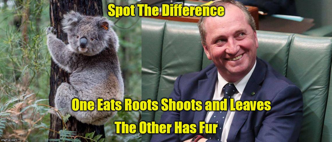Guess Who Eats , Roots , Shoots and Leaves | Spot The Difference; One Eats Roots Shoots and Leaves; The Other Has Fur | image tagged in barnaby the koala,banaby joyce the koala,barnaby eats roots and shoots,joyce eats roots shoots and leaves,barnaby joyce the home | made w/ Imgflip meme maker