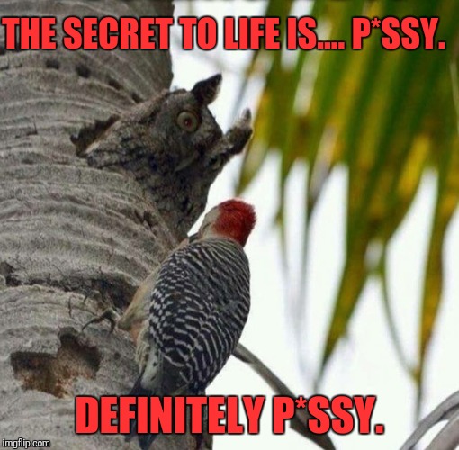Irritated owl | THE SECRET TO LIFE IS.... P*SSY. DEFINITELY P*SSY. | image tagged in irritated owl | made w/ Imgflip meme maker