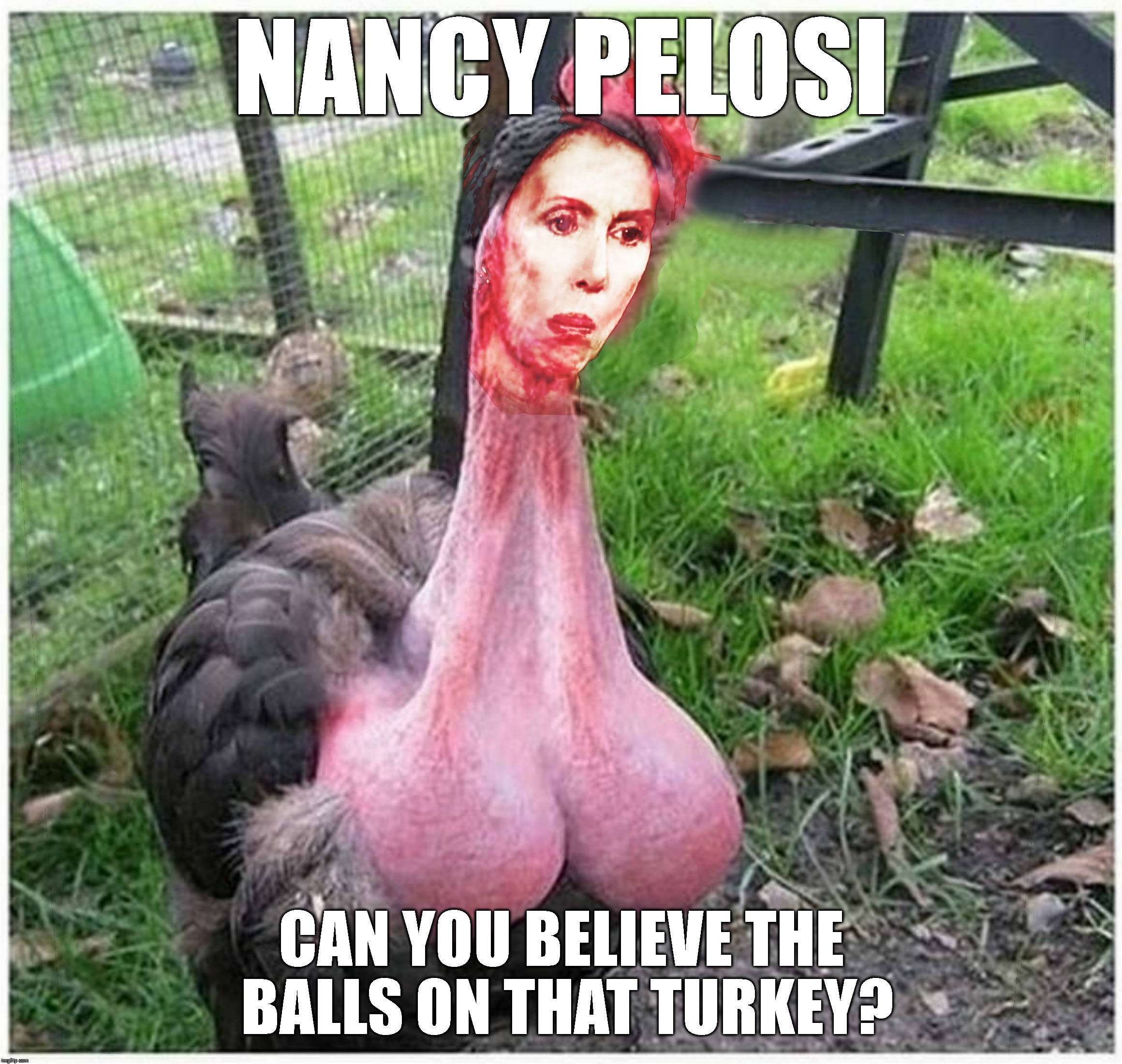 Gobble Gobble Goo | NANCY PELOSI; CAN YOU BELIEVE THE BALLS ON THAT TURKEY? | image tagged in nancy pelosi,daca,dreamers,illegal immigration,illegal aliens,politics | made w/ Imgflip meme maker