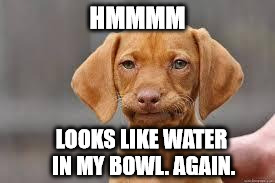 Disappointed Dog | HMMMM; LOOKS LIKE WATER IN MY BOWL. AGAIN. | image tagged in disappointed dog | made w/ Imgflip meme maker
