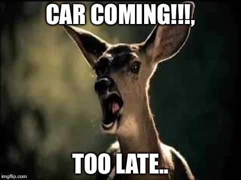 Deer Scream | CAR COMING!!!, TOO LATE.. | image tagged in deer scream | made w/ Imgflip meme maker