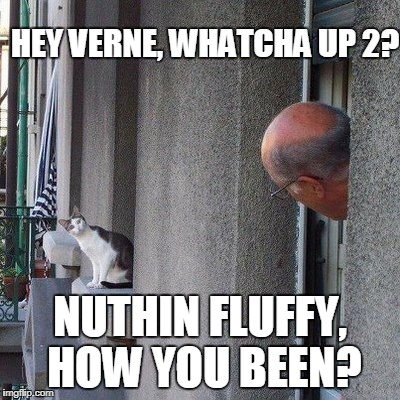 HEY VERNE, WHATCHA UP 2? NUTHIN FLUFFY, HOW YOU BEEN? | image tagged in cats | made w/ Imgflip meme maker