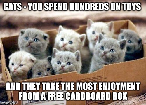 box of cats | CATS - YOU SPEND HUNDREDS ON TOYS; AND THEY TAKE THE MOST ENJOYMENT FROM A FREE CARDBOARD BOX | image tagged in box of cats | made w/ Imgflip meme maker