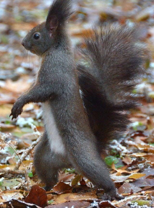 High Quality Squirrel Attitude  Blank Meme Template