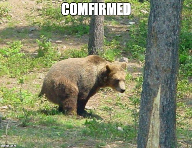 I hear this way too often. Does a bear shit in the woods?  | COMFIRMED | image tagged in bear,random,woods | made w/ Imgflip meme maker