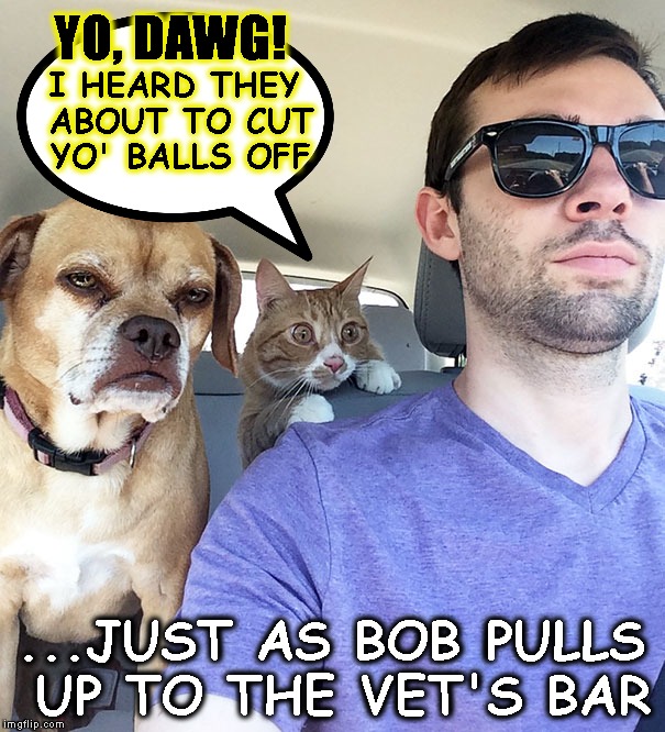 Instigator Cat | YO, DAWG! I HEARD THEY ABOUT TO CUT YO' BALLS OFF; ...JUST AS BOB PULLS UP TO THE VET'S BAR | image tagged in pets,cats,dogs,veterinarian,vets,angry | made w/ Imgflip meme maker