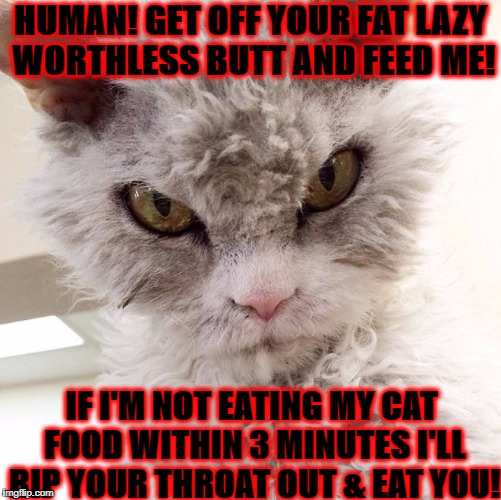 HUMAN! GET OFF YOUR FAT LAZY WORTHLESS BUTT AND FEED ME! IF I'M NOT EATING MY CAT FOOD WITHIN 3 MINUTES I'LL RIP YOUR THROAT OUT & EAT YOU! | image tagged in enraged kitty | made w/ Imgflip meme maker