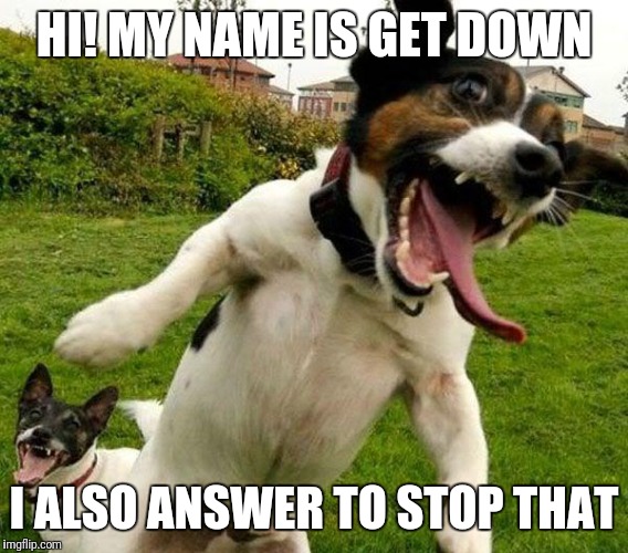 Angry Dogs | HI! MY NAME IS GET DOWN; I ALSO ANSWER TO STOP THAT | image tagged in angry dogs | made w/ Imgflip meme maker