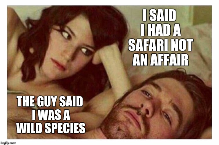 Safari in the City | THE GUY SAID I WAS A WILD SPECIES | image tagged in safari,wild,affair | made w/ Imgflip meme maker