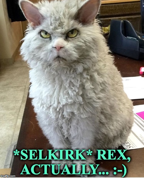 *SELKIRK* REX, ACTUALLY... :-) | made w/ Imgflip meme maker