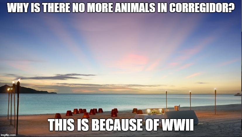 Corregidor #2 | WHY IS THERE NO MORE ANIMALS IN CORREGIDOR? THIS IS BECAUSE OF WWII | image tagged in world peace | made w/ Imgflip meme maker