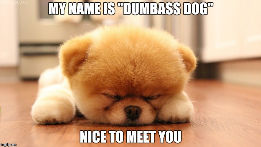 Sleeping dog | MY NAME IS "DUMBASS DOG" NICE TO MEET YOU | image tagged in sleeping dog | made w/ Imgflip meme maker