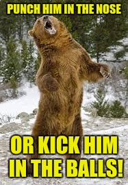 Bear 10 feet tall | PUNCH HIM IN THE NOSE; OR KICK HIM IN THE BALLS! | image tagged in punch,kick,fight | made w/ Imgflip meme maker