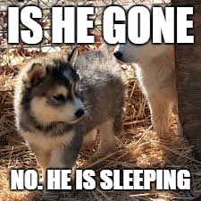 IS HE GONE; NO. HE IS SLEEPING | image tagged in insanity wolf | made w/ Imgflip meme maker