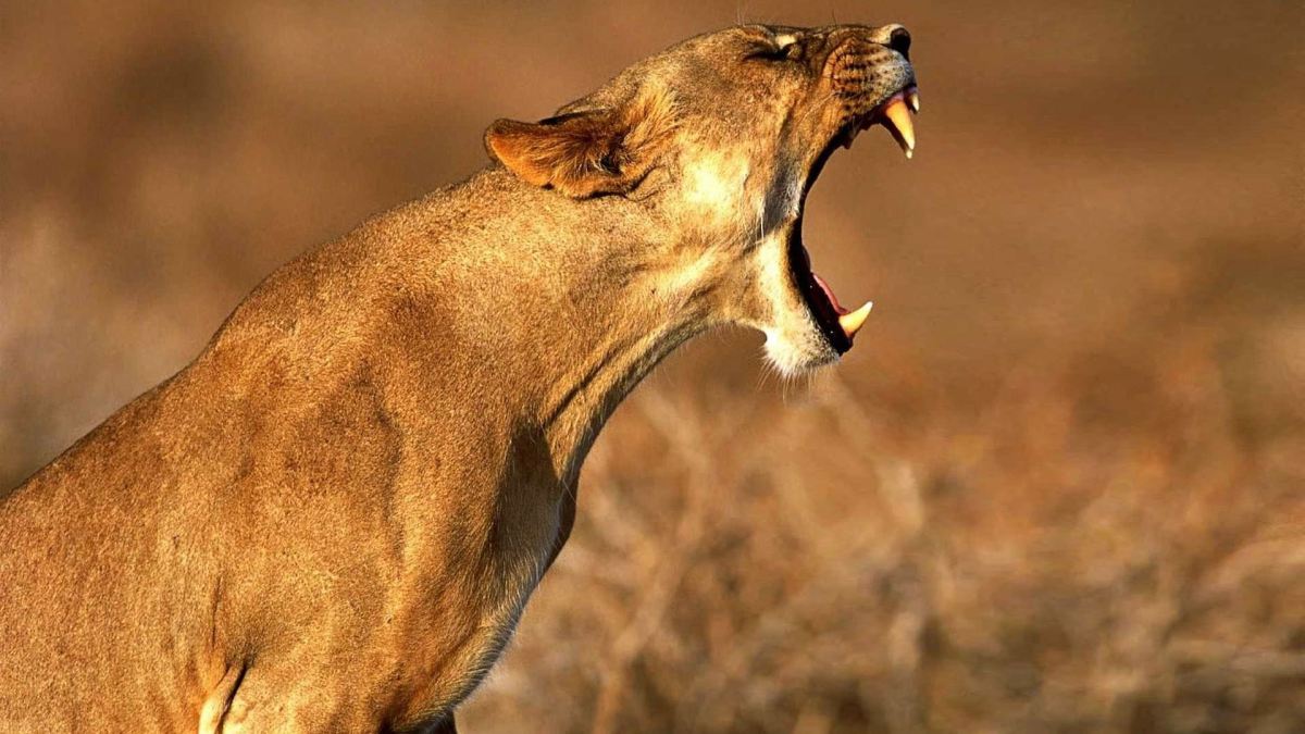 High Quality Lioness Roaring Blank Meme Template