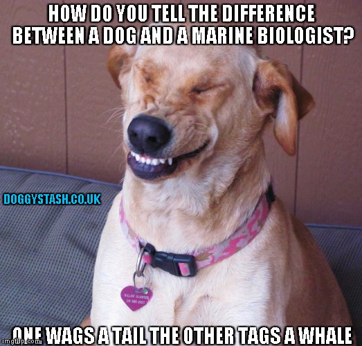 laughing dog | HOW DO YOU TELL THE DIFFERENCE BETWEEN A DOG AND A MARINE BIOLOGIST? DOGGYSTASH.CO.UK; ONE WAGS A TAIL THE OTHER TAGS A WHALE | image tagged in laughing dog | made w/ Imgflip meme maker