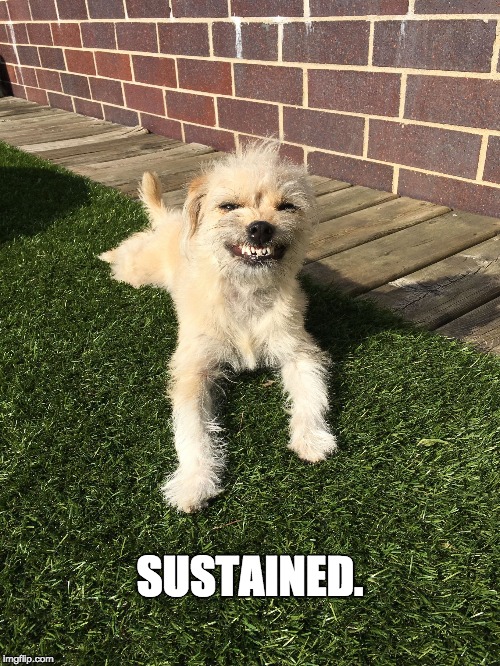SUSTAINED. | image tagged in puppy grinning | made w/ Imgflip meme maker