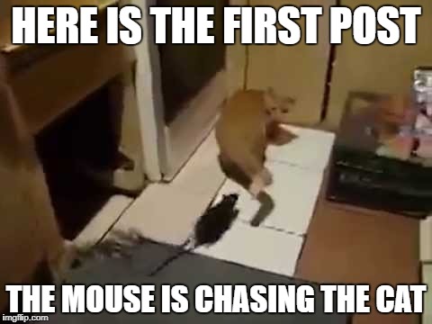 first post | HERE IS THE FIRST POST; THE MOUSE IS CHASING THE CAT | image tagged in backwards,scared cat,brave mouse | made w/ Imgflip meme maker