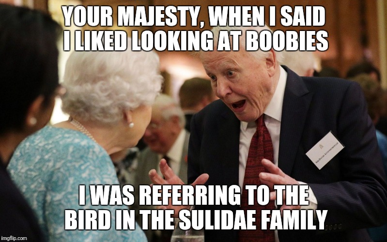 Making a boo boo about boobies | YOUR MAJESTY, WHEN I SAID I LIKED LOOKING AT BOOBIES; I WAS REFERRING TO THE BIRD IN THE SULIDAE FAMILY | image tagged in the queen and david attenborough,booby | made w/ Imgflip meme maker