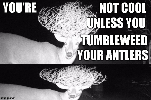 Tumbleweed | YOU'RE; NOT COOL; UNLESS YOU; TUMBLEWEED; YOUR ANTLERS | image tagged in memes,tumbleweed | made w/ Imgflip meme maker