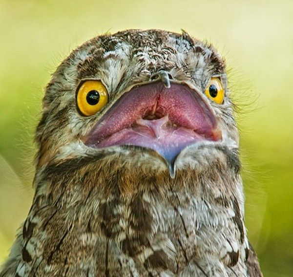 Terrified Potoo Blank Meme Template