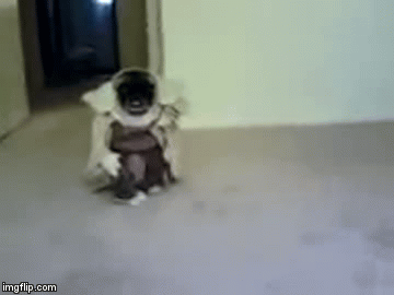 IN YOUR SHOES... POOPED I HAVE | image tagged in gifs | made w/ Imgflip video-to-gif maker