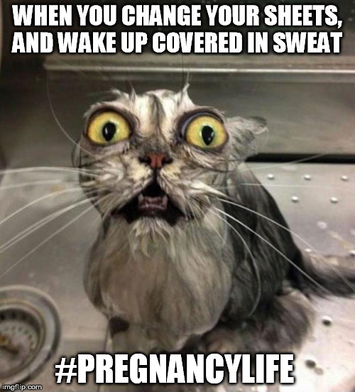Astonished Wet Cat | WHEN YOU CHANGE YOUR SHEETS, AND WAKE UP COVERED IN SWEAT; #PREGNANCYLIFE | image tagged in astonished wet cat | made w/ Imgflip meme maker