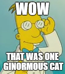 WOW THAT WAS ONE GINORMOUS CAT | made w/ Imgflip meme maker