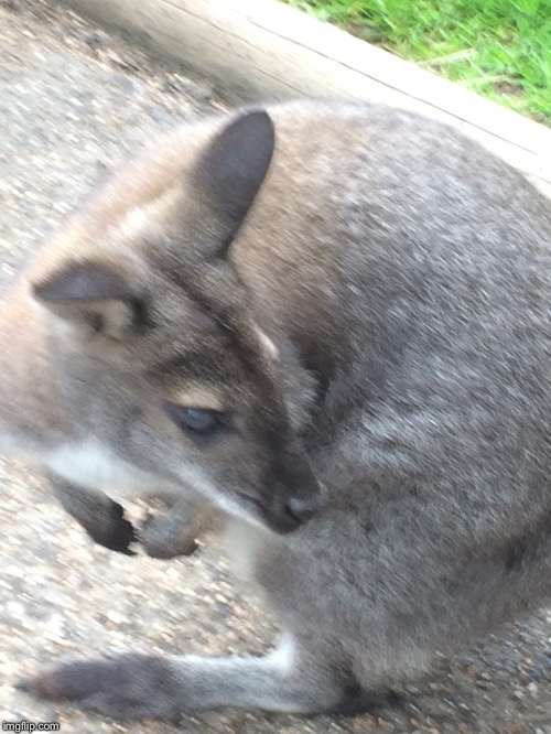 High Quality Realisation Wallaby Blank Meme Template