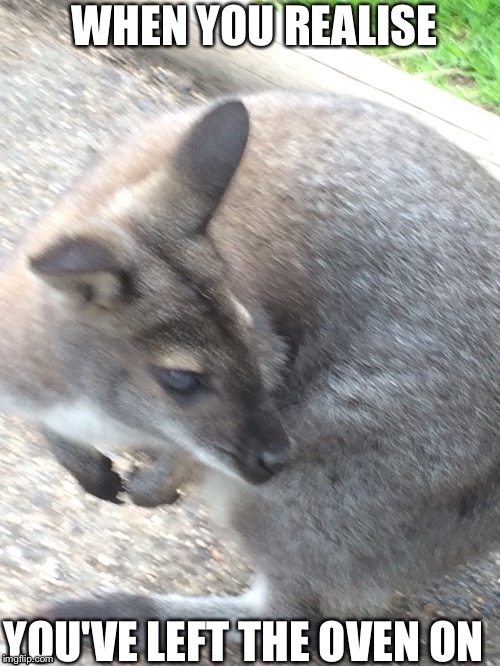 Realisation Wallaby. A new meme template I made lol | WHEN YOU REALISE; YOU'VE LEFT THE OVEN ON | image tagged in realisation wallaby,memes,other,animals,oven,realisation | made w/ Imgflip meme maker