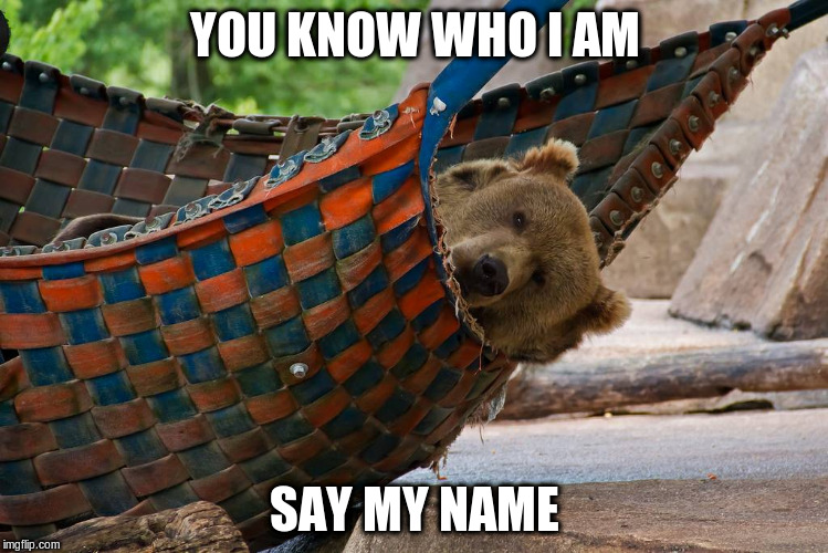 Bear Hammock | YOU KNOW WHO I AM; SAY MY NAME | image tagged in bear hammock | made w/ Imgflip meme maker