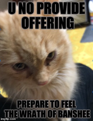Give a peace offering so the cats will spare you when they take over | U NO PROVIDE OFFERING; PREPARE TO FEEL THE WRATH OF BANSHEE | image tagged in feed me,lolcat | made w/ Imgflip meme maker
