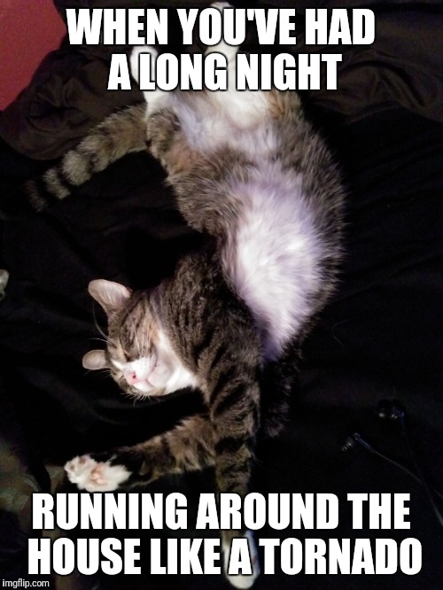 Crazy cat days | WHEN YOU'VE HAD A LONG NIGHT; RUNNING AROUND THE HOUSE LIKE A TORNADO | image tagged in lazy cat,crazy cat | made w/ Imgflip meme maker